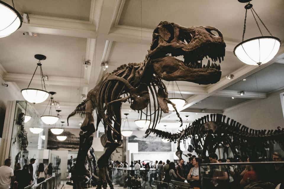 dinosaur